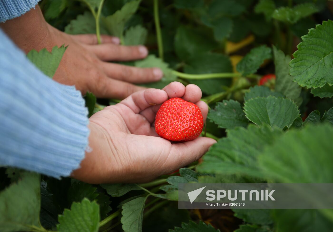 Strawberry farm in Krasnodar Territory