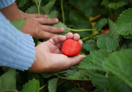 Strawberry farm in Krasnodar Territory