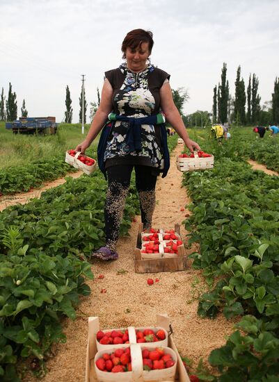 Strawberry farm in Krasnodar Territory