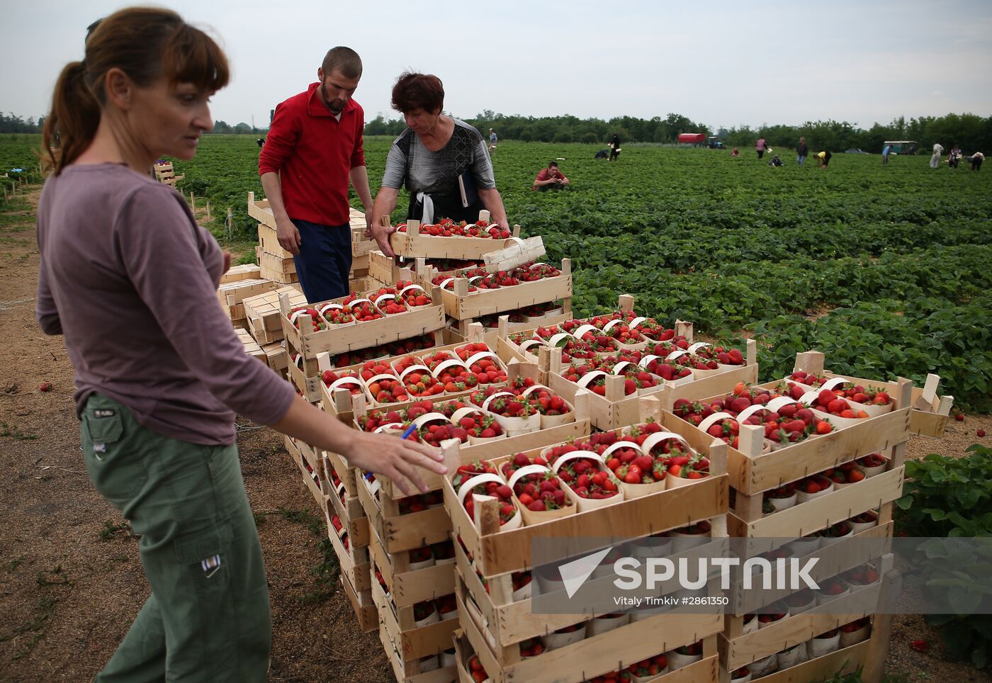 Strawberry farm in Krasnodar Territory