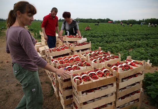 Strawberry farm in Krasnodar Territory