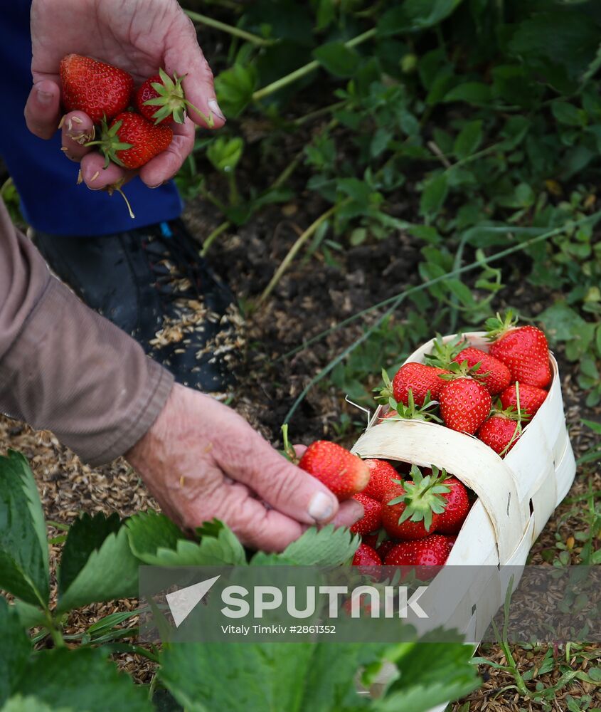 Strawberry farm in Krasnodar Territory