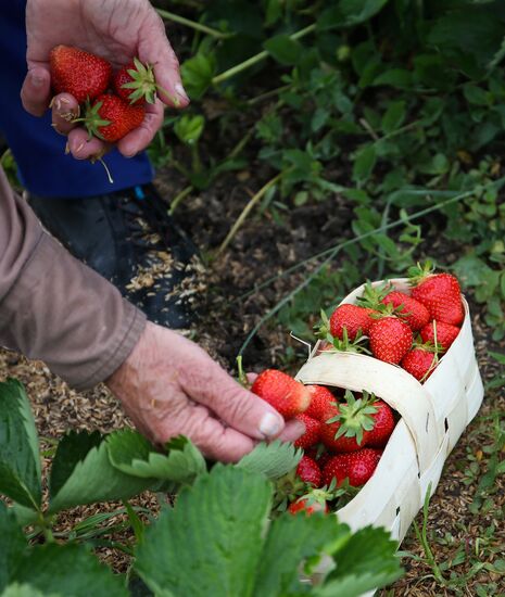 Strawberry farm in Krasnodar Territory