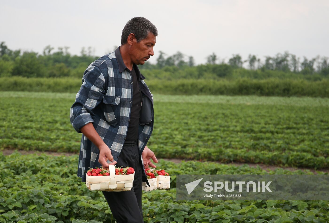 Strawberry farm in Krasnodar Territory