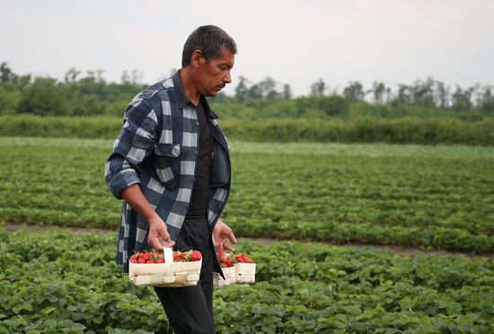 Strawberry farm in Krasnodar Territory