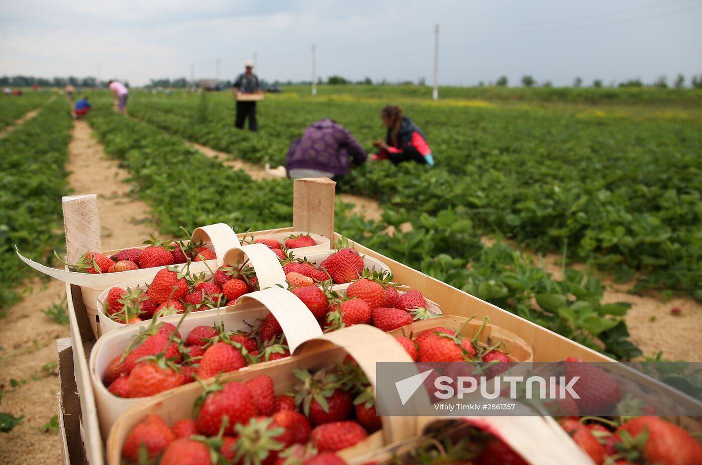 Strawberry farm in Krasnodar Territory