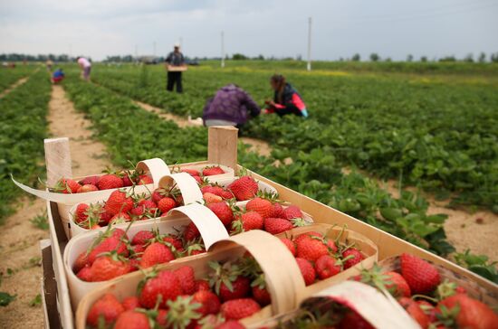 Strawberry farm in Krasnodar Territory