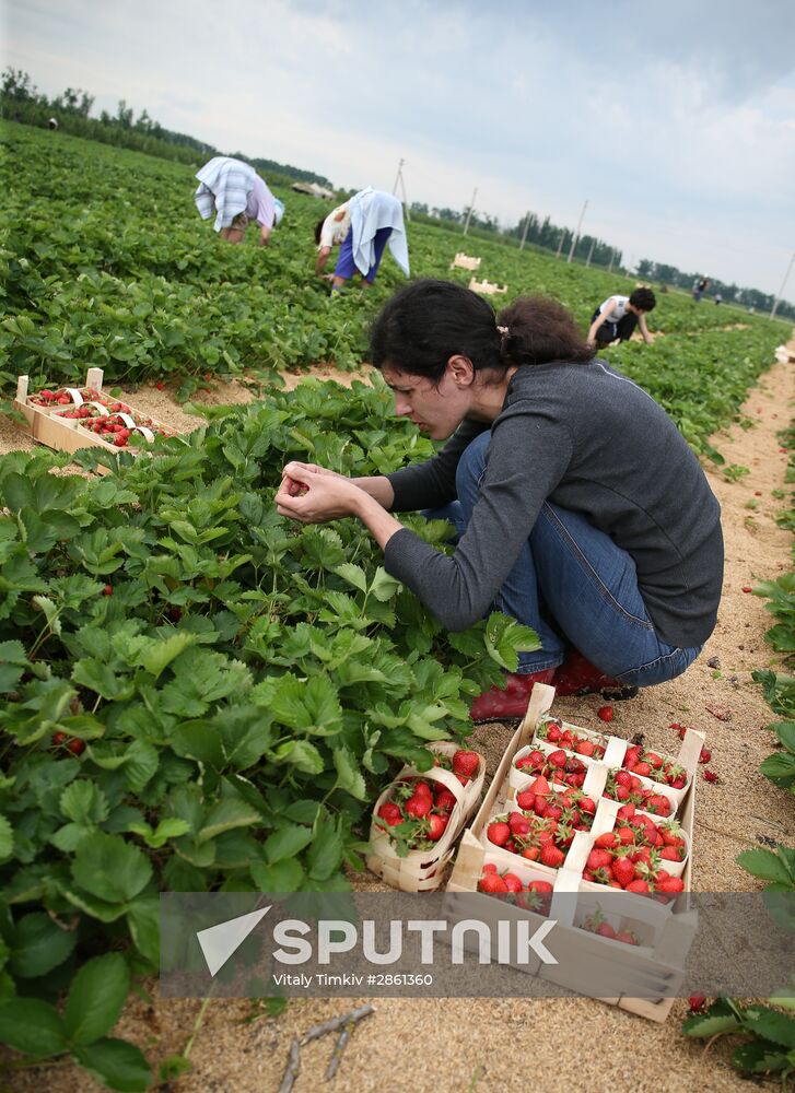 Strawberry farm in Krasnodar Territory
