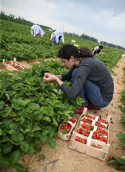 Strawberry farm in Krasnodar Territory