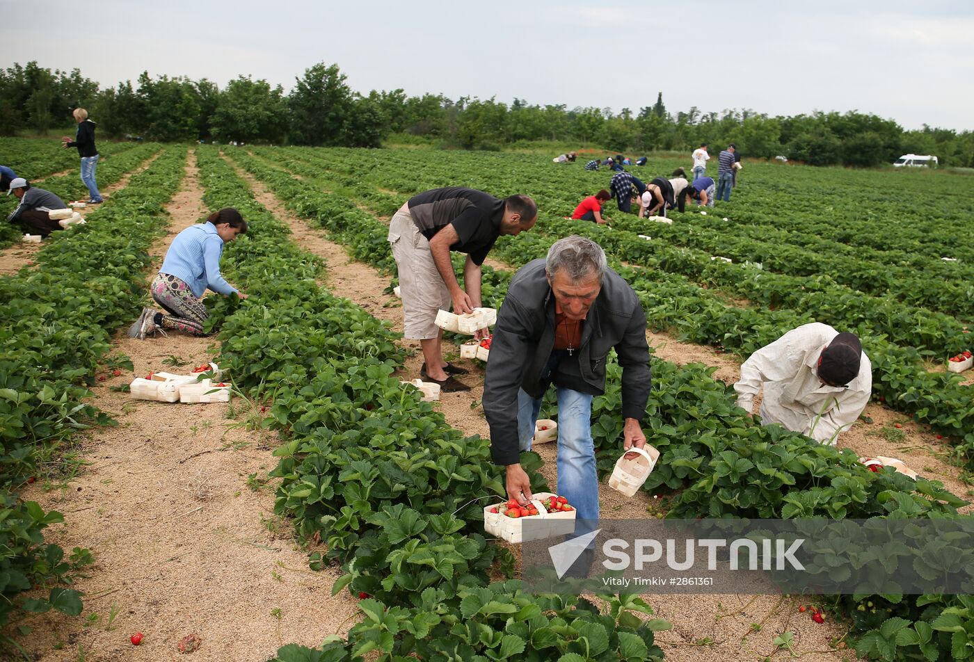 Strawberry farm in Krasnodar Territory