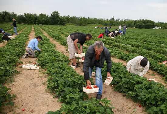 Strawberry farm in Krasnodar Territory