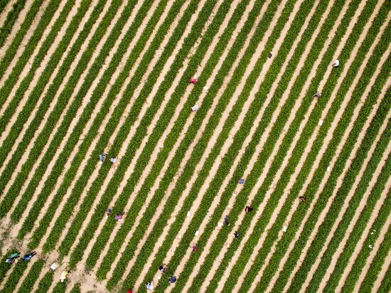 Strawberry farm in Krasnodar Territory