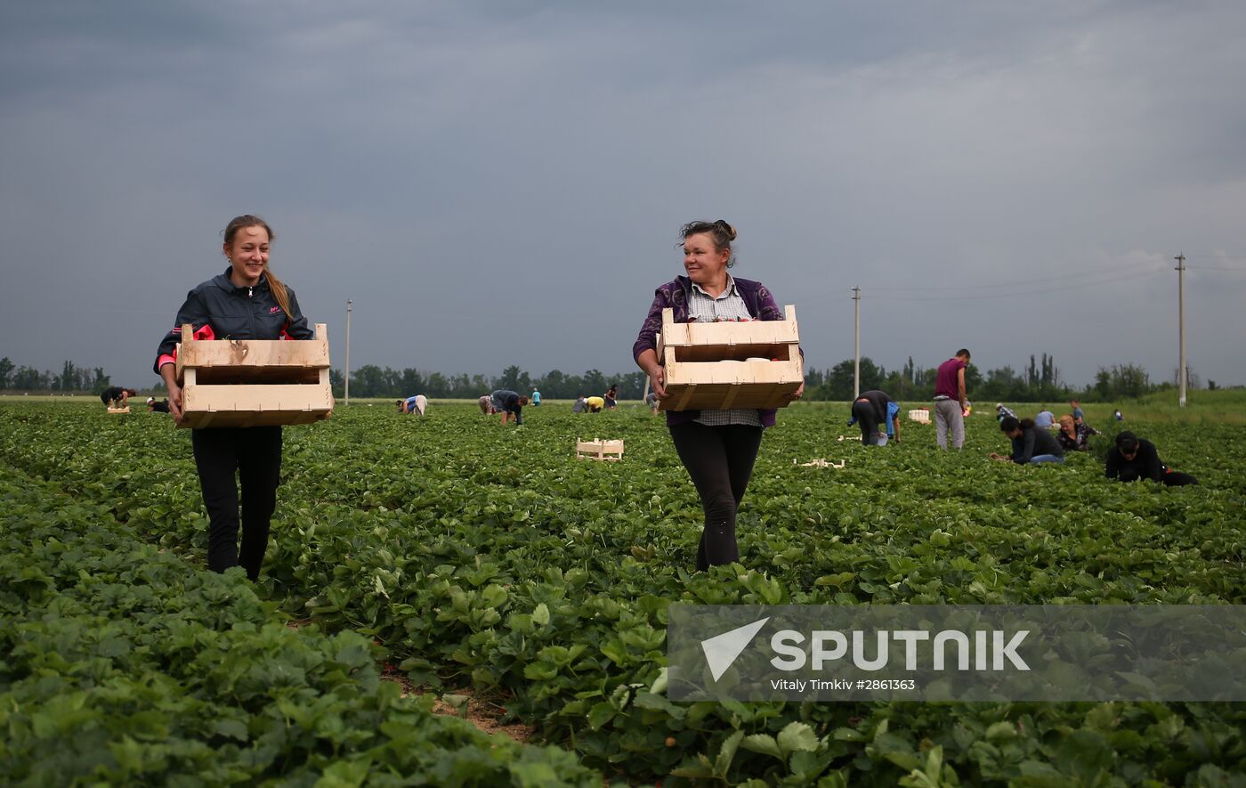 Strawberry farm in Krasnodar Territory