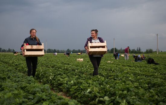Strawberry farm in Krasnodar Territory