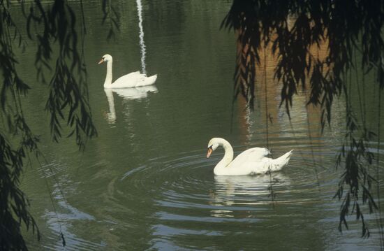 Swans