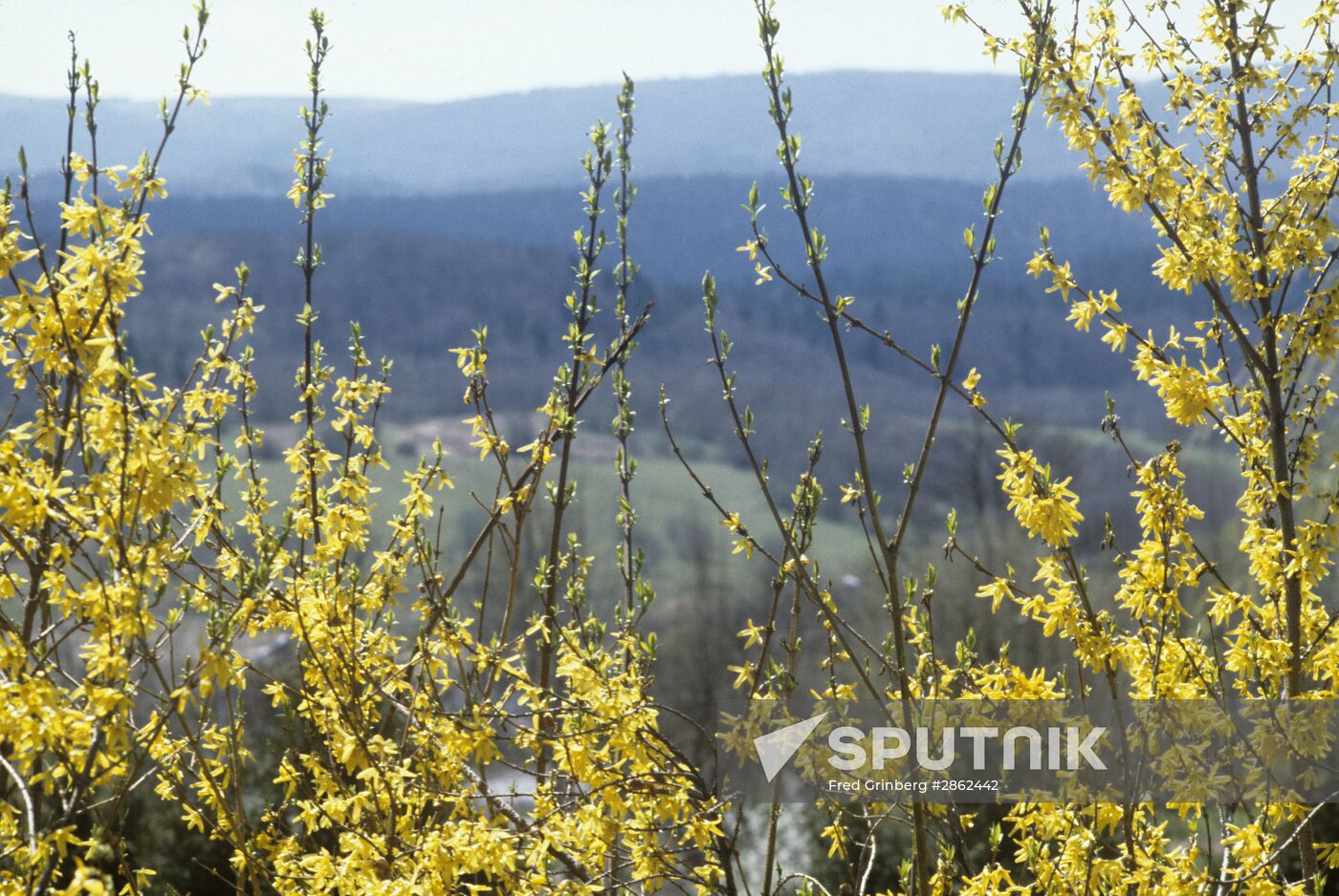 Spring in Prikarpatye