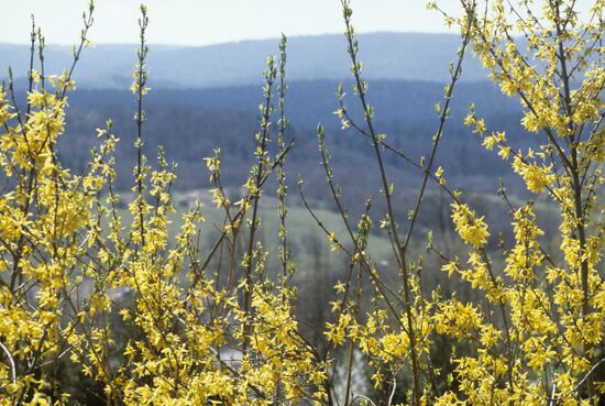 Spring in Prikarpatye