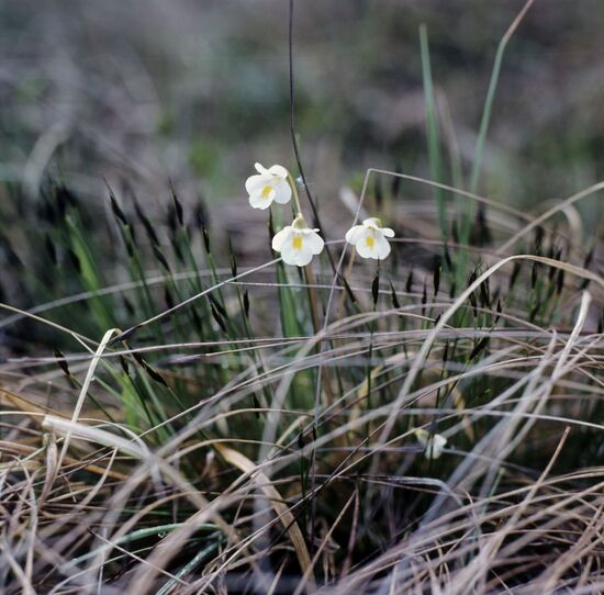 Alpine butterwort