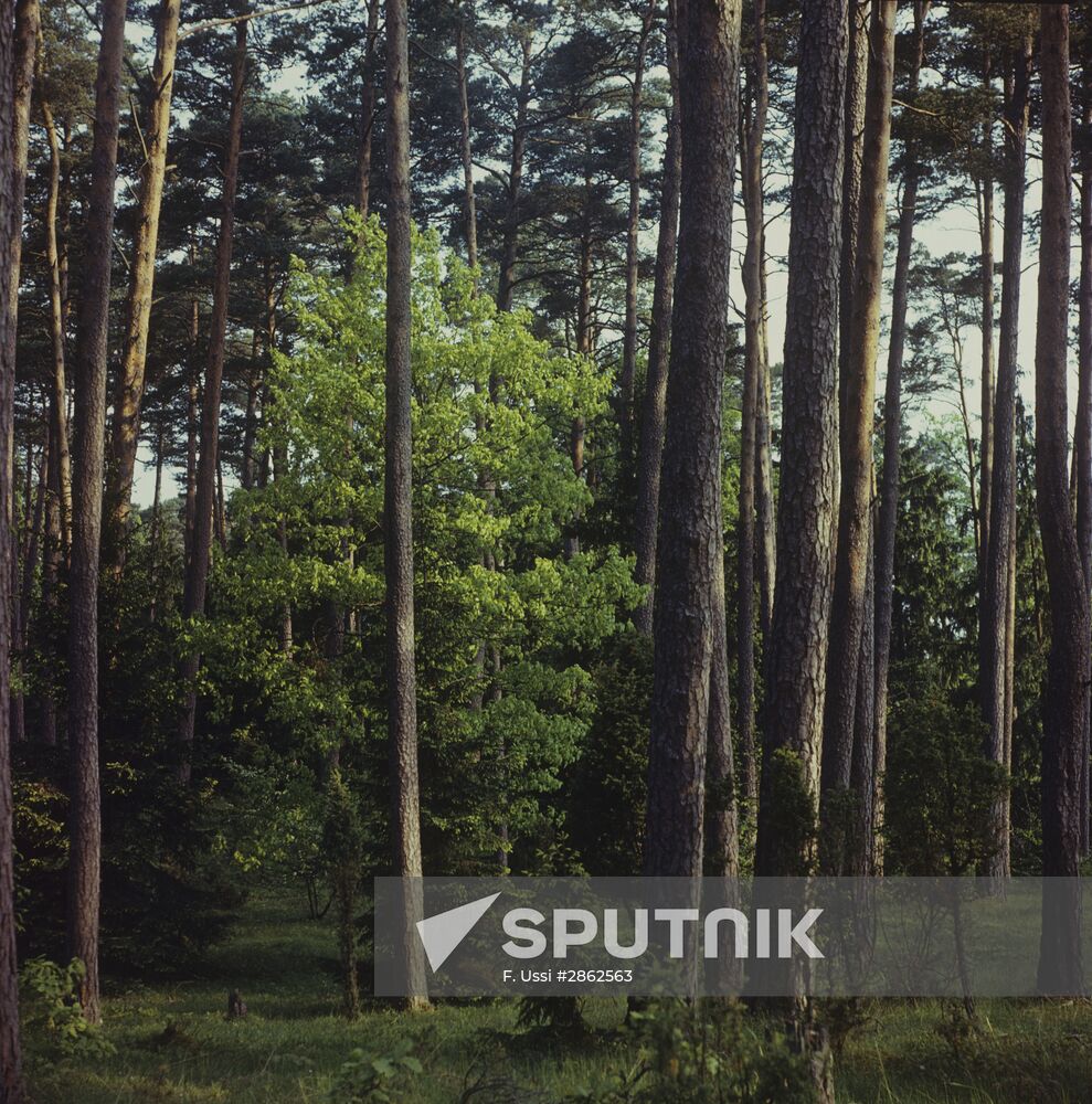 Saaremaa island in Estonia