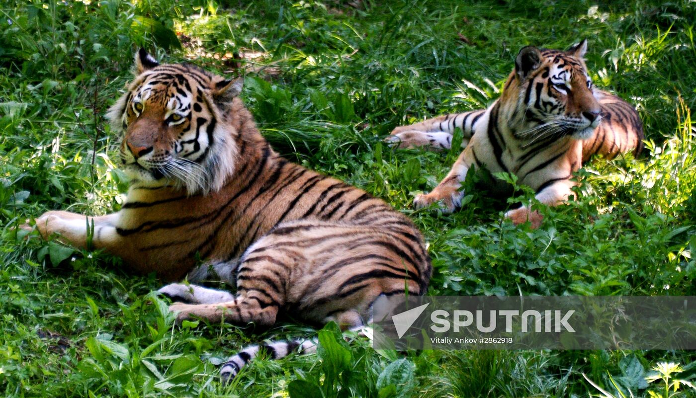 The tigers Amur and Ussuri at Primorye Safari Park