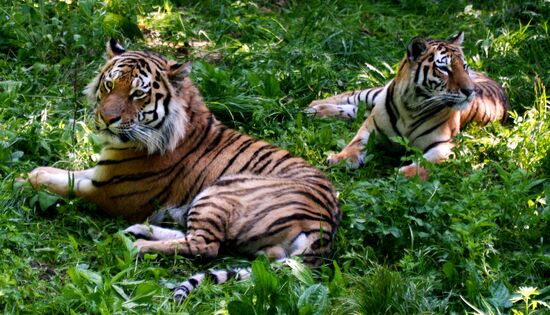 The tigers Amur and Ussuri at Primorye Safari Park