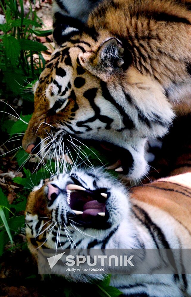 The tigers Amur and Ussuri at Primorye Safari Park