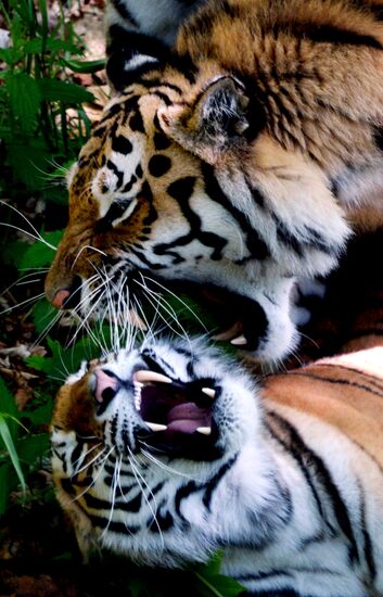 The tigers Amur and Ussuri at Primorye Safari Park