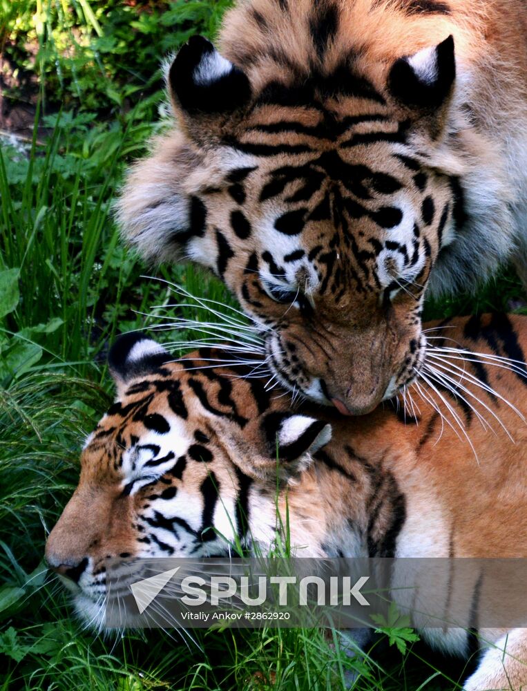 The tigers Amur and Ussuri at Primorye Safari Park