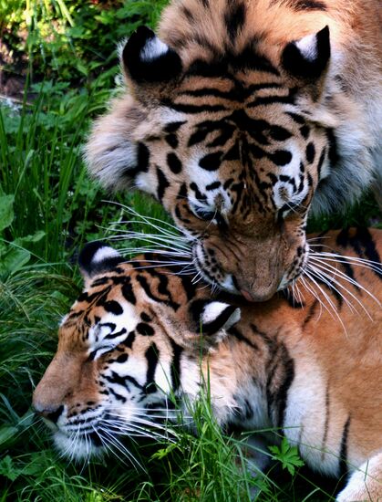 The tigers Amur and Ussuri at Primorye Safari Park