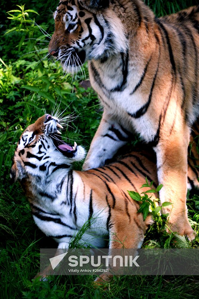 The tigers Amur and Ussuri at Primorye Safari Park