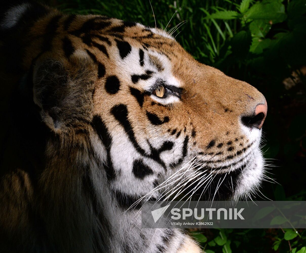 The tigers Amur and Ussuri at Primorye Safari Park