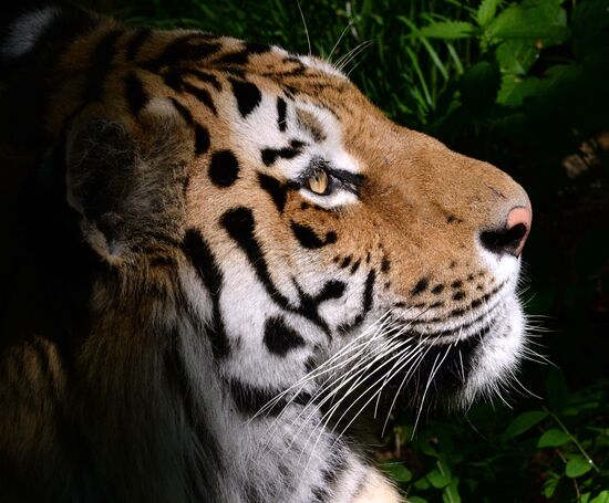 The tigers Amur and Ussuri at Primorye Safari Park