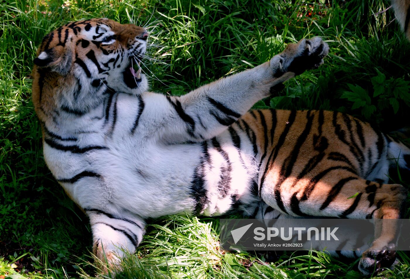 The tigers Amur and Ussuri at Primorye Safari Park