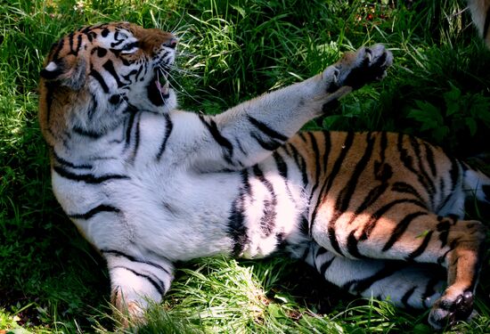 The tigers Amur and Ussuri at Primorye Safari Park