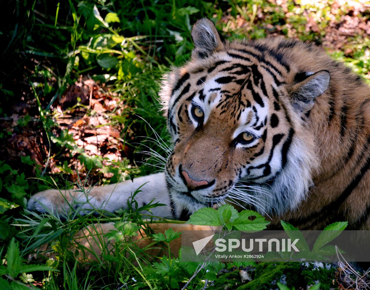 The tigers Amur and Ussuri at Primorye Safari Park