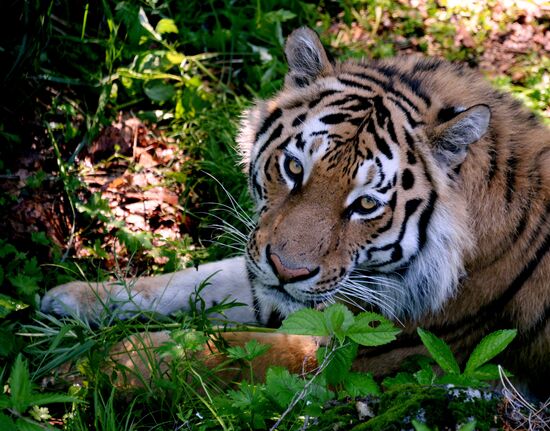 The tigers Amur and Ussuri at Primorye Safari Park