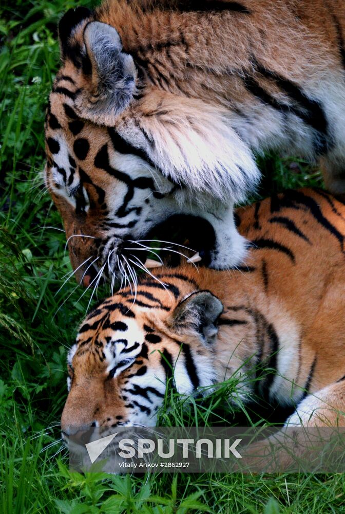 The tigers Amur and Ussuri at Primorye Safari Park