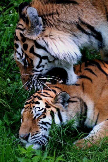 The tigers Amur and Ussuri at Primorye Safari Park