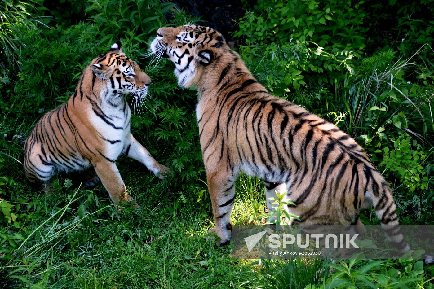 The tigers Amur and Ussuri at Primorye Safari Park