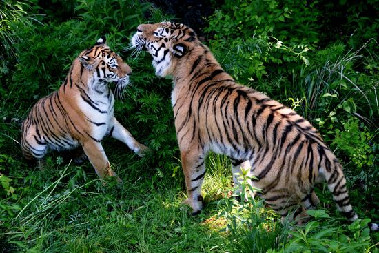 The tigers Amur and Ussuri at Primorye Safari Park