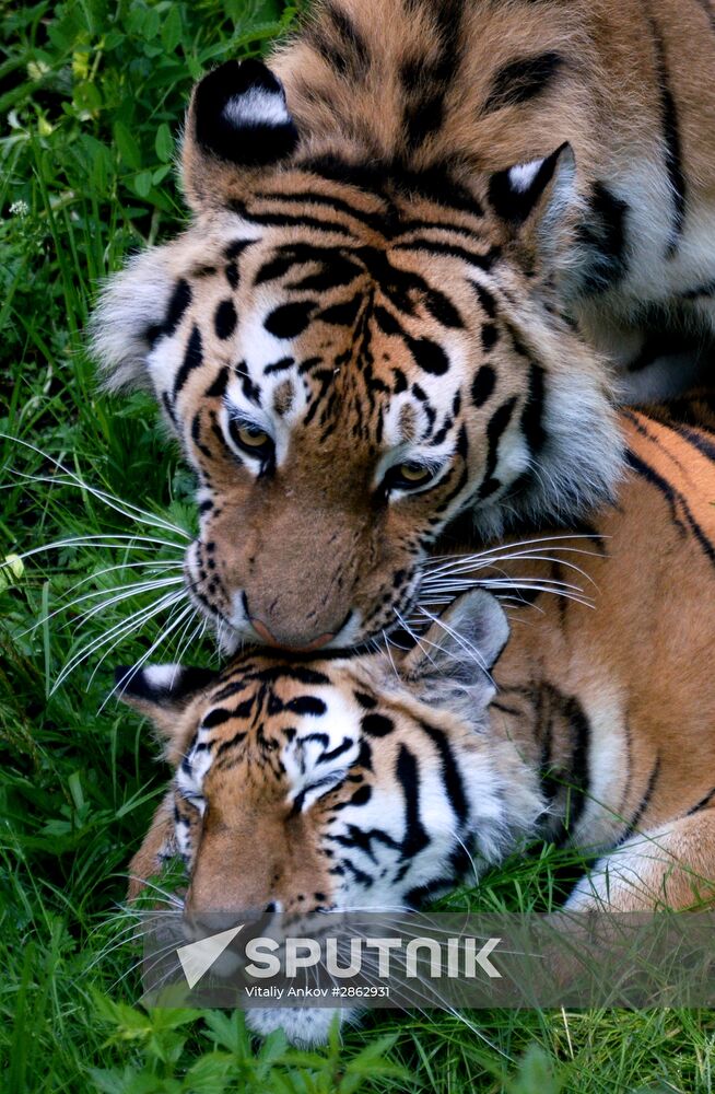 The tigers Amur and Ussuri at Primorye Safari Park