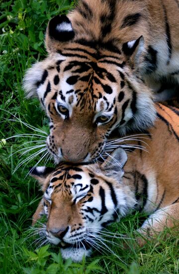 The tigers Amur and Ussuri at Primorye Safari Park