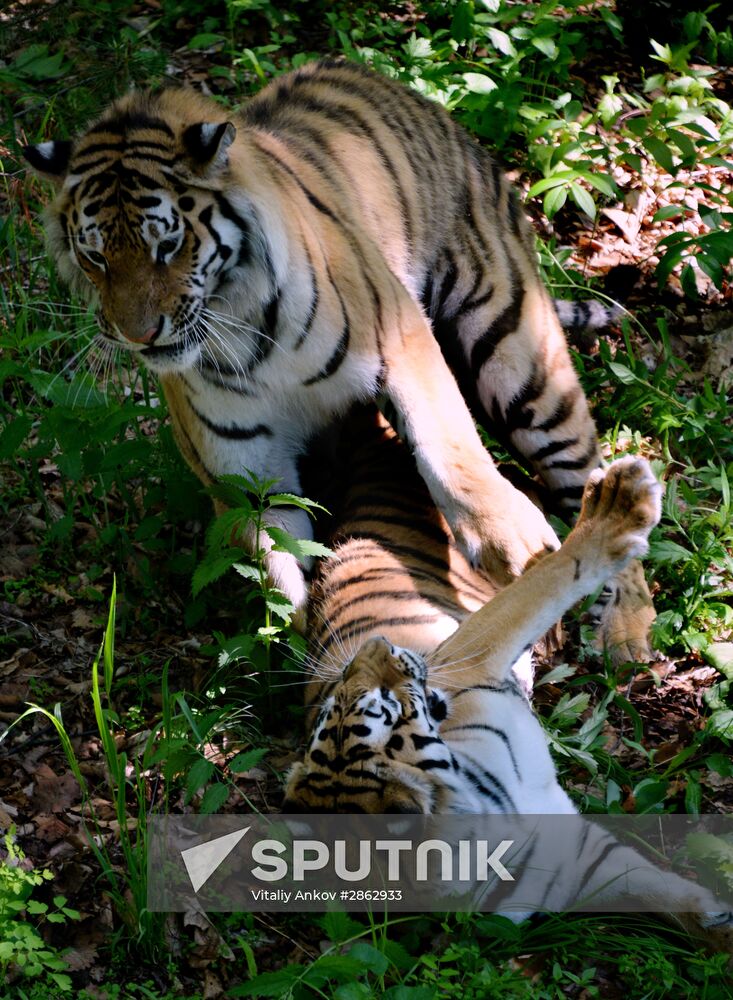 The tigers Amur and Ussuri at Primorye Safari Park