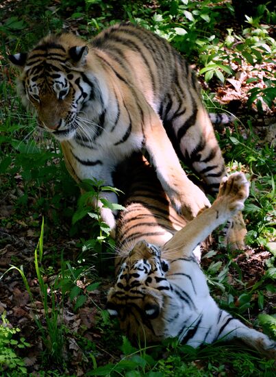 The tigers Amur and Ussuri at Primorye Safari Park
