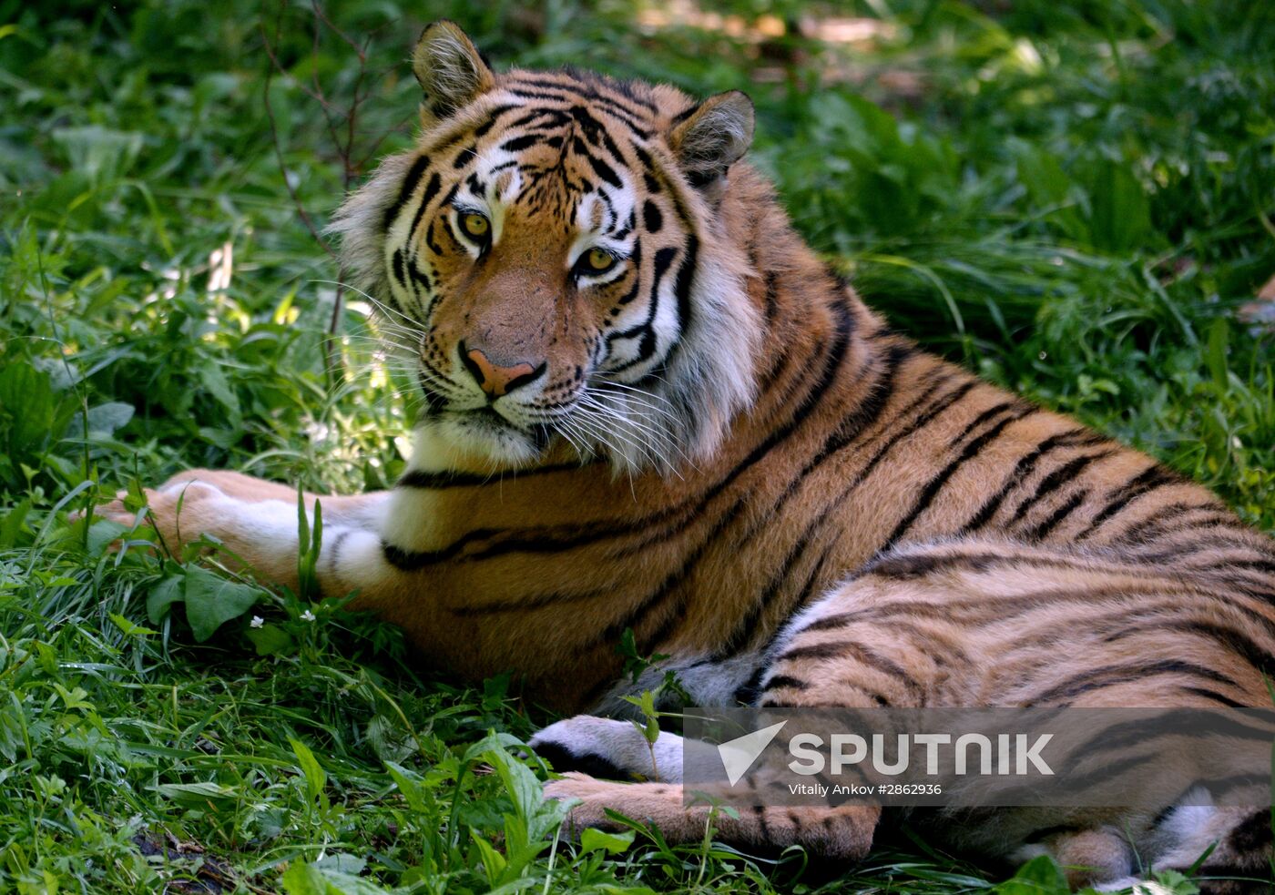 The tigers Amur and Ussuri at Primorye Safari Park