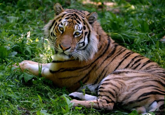 The tigers Amur and Ussuri at Primorye Safari Park