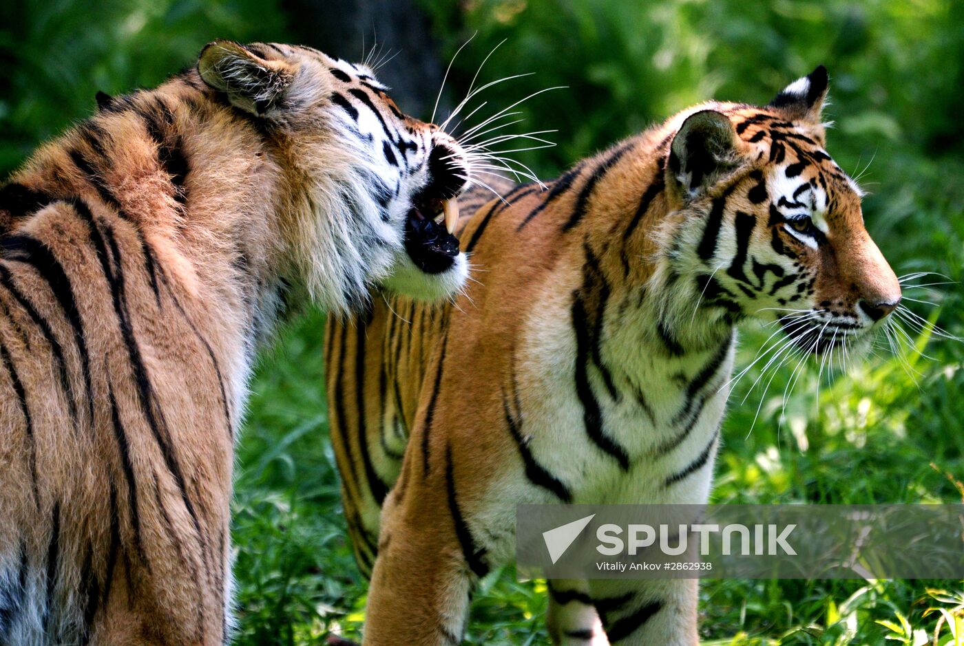 The tigers Amur and Ussuri at Primorye Safari Park