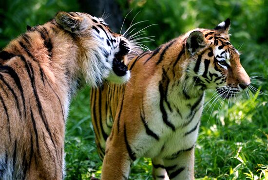 The tigers Amur and Ussuri at Primorye Safari Park