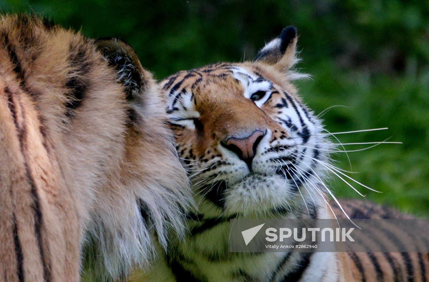 The tigers Amur and Ussuri at Primorye Safari Park