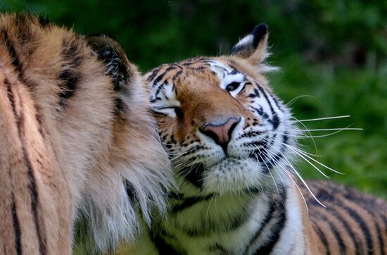 The tigers Amur and Ussuri at Primorye Safari Park